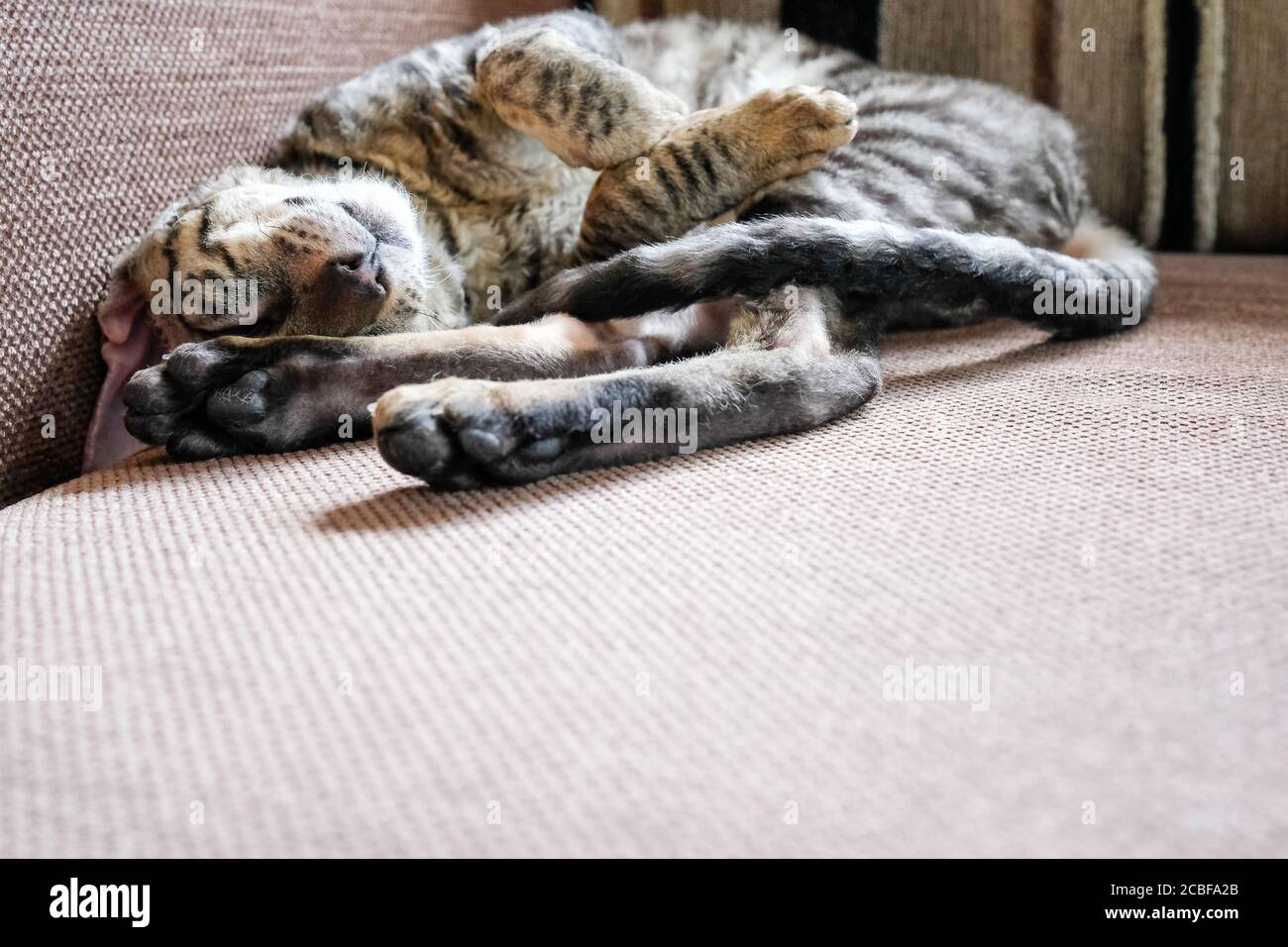 Die Katze ist auf dem Sofa zusammengerollt. Seitenansicht, für Text platzieren. Cornish Rex Kätzchen, gestromt. Stockfoto