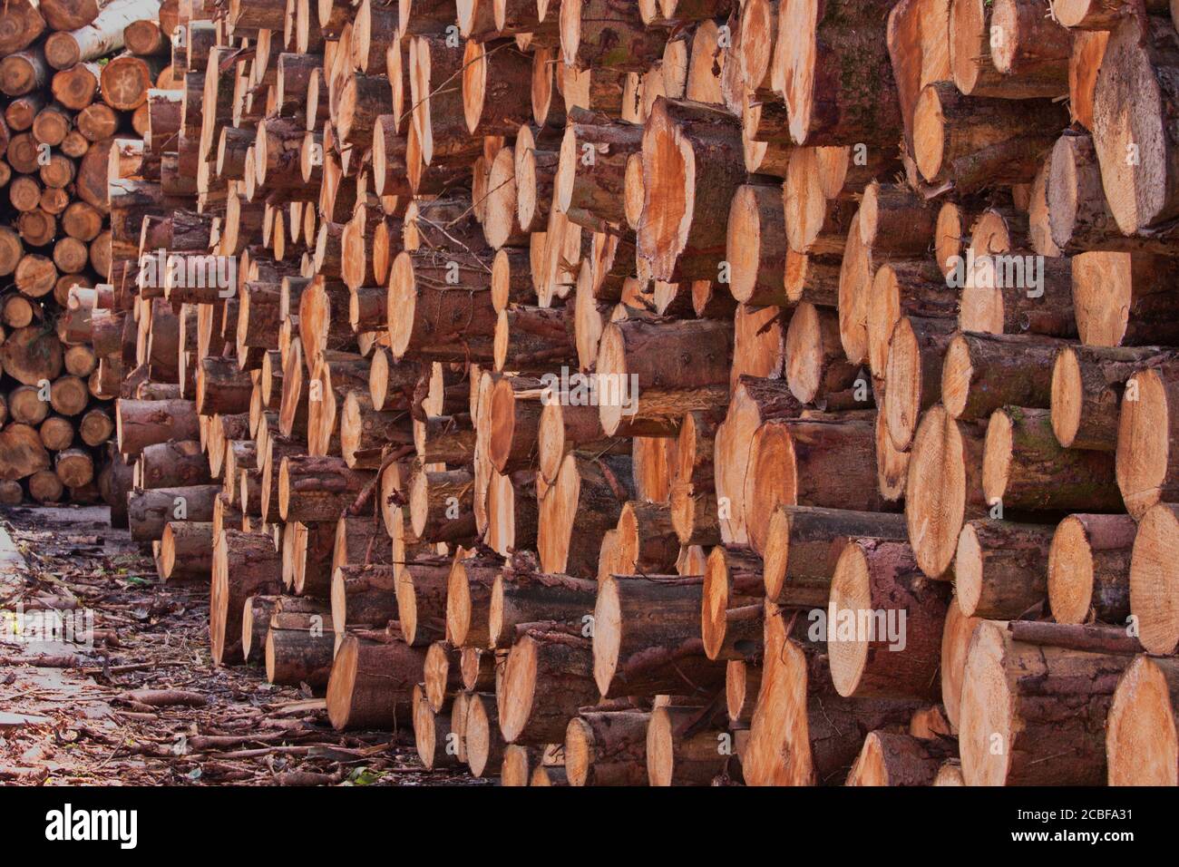 Baumstämme in einem Holzhof gestapelt Stockfoto