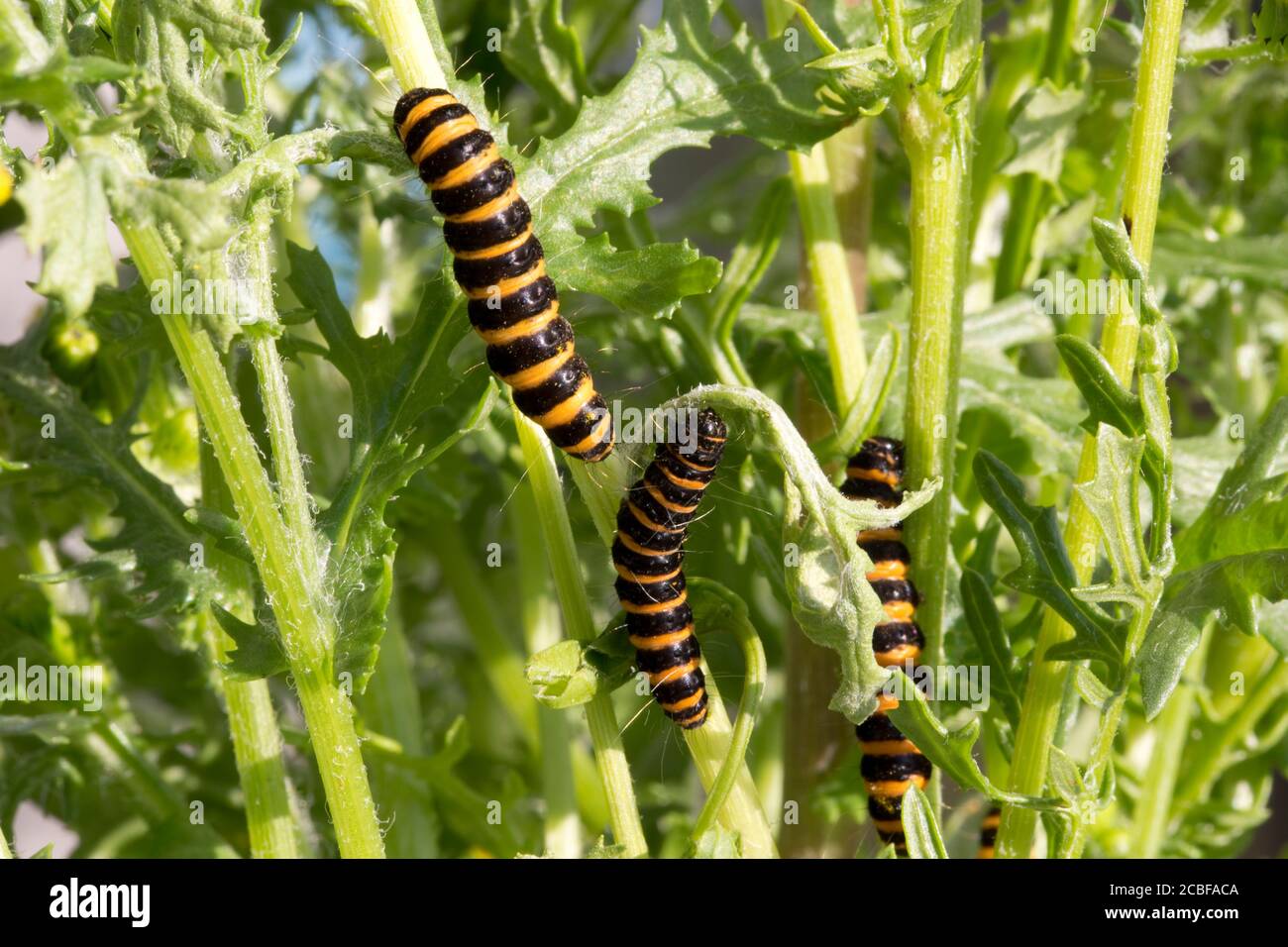 Gelb und schwarz gestreifte Raupen der Cinnabar-Motten, Tyria jacobaeae, Cotswolds, Großbritannien Stockfoto