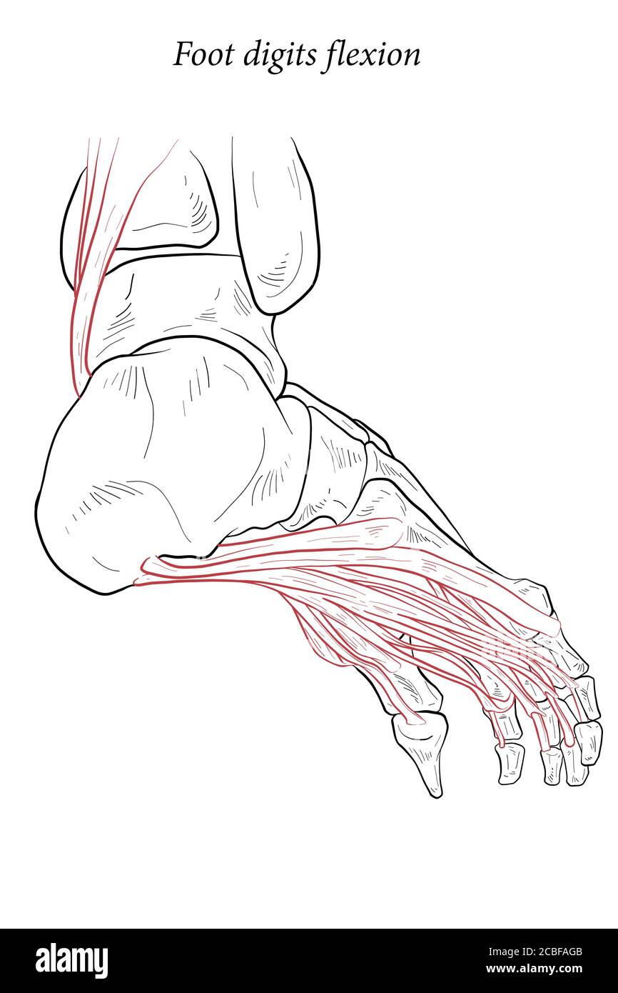 Medizinische Illustration der Fußziffern Flexion Muskeln, die auf der Fußspannweite von über dem Knie zu verschiedenen Punkten auf dem Fußskelett. Linienzeichnung f Stock Vektor