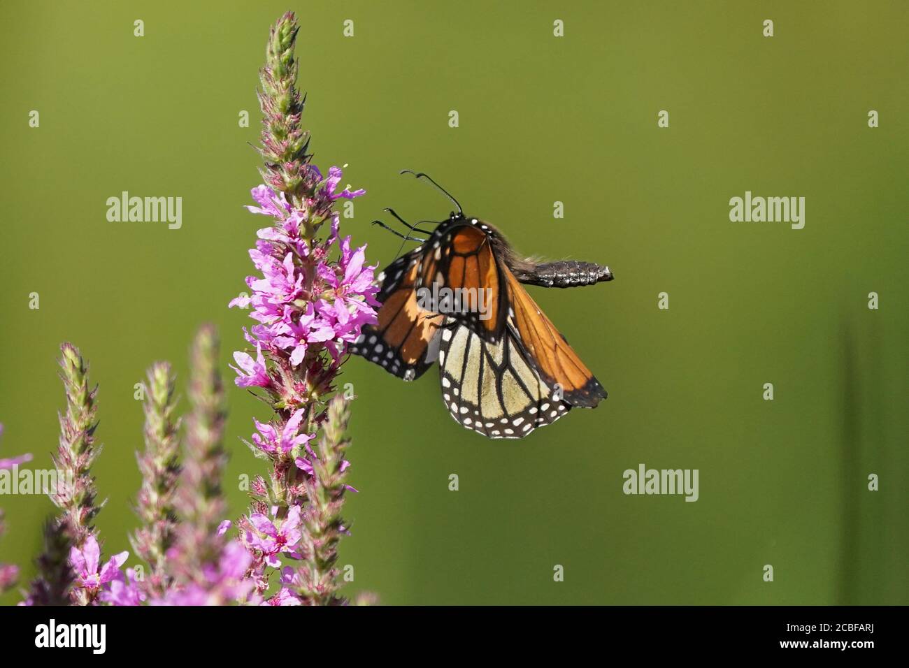 Monarch Schmetterling auf Purple lose Streit Blume Stockfoto