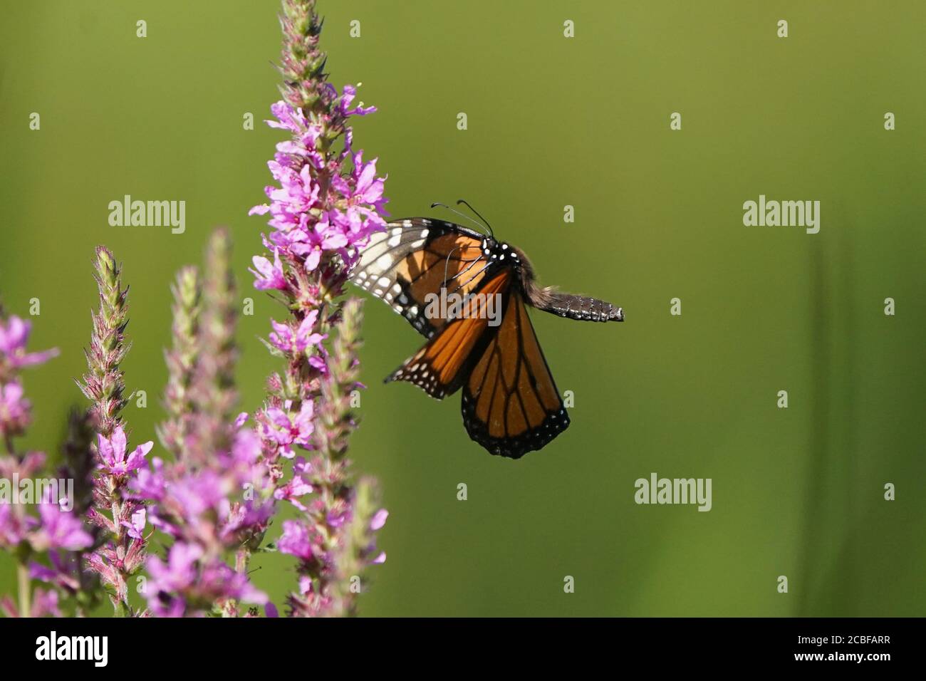 Monarch Schmetterling auf Purple lose Streit Blume Stockfoto