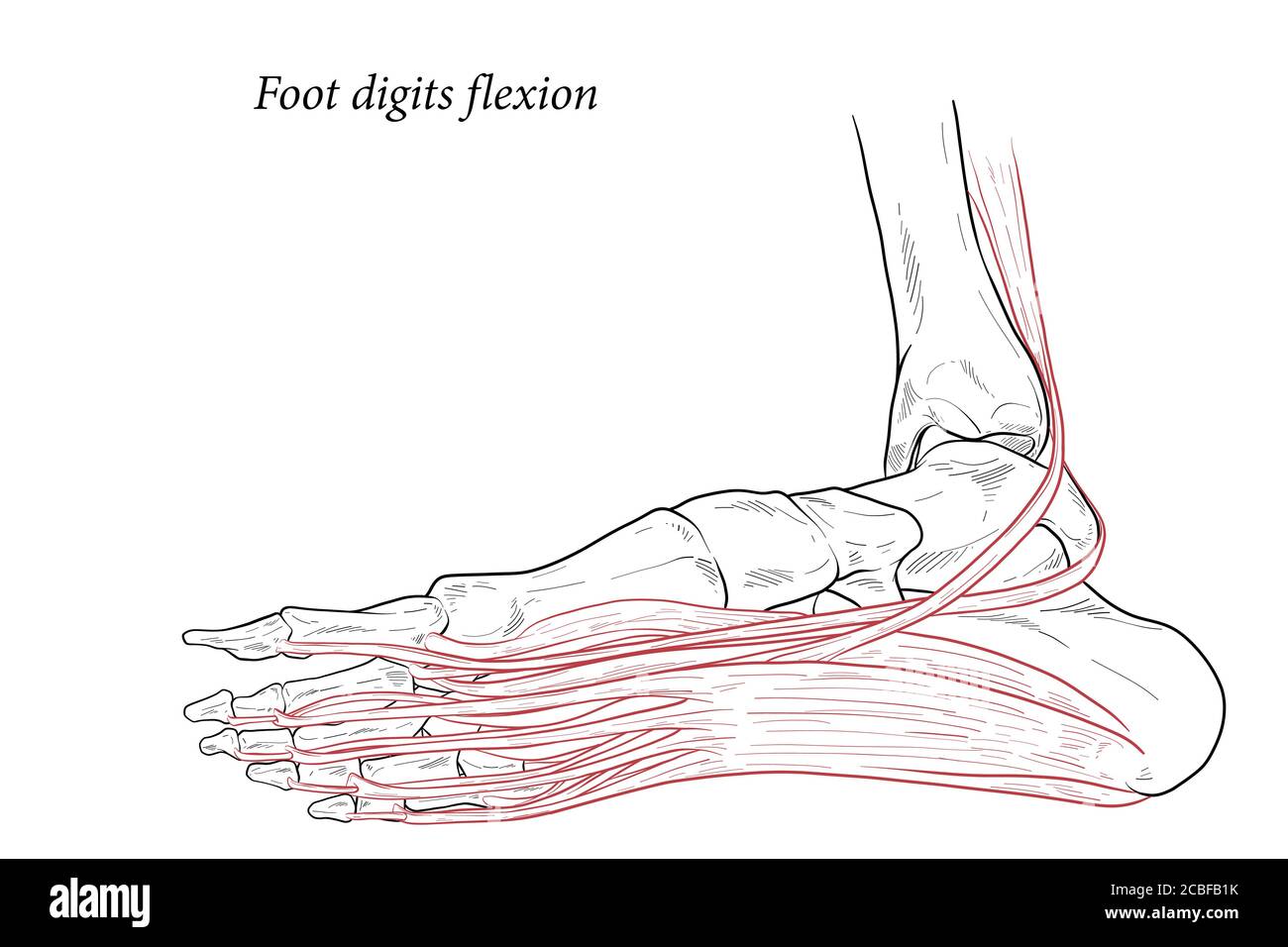 Medizinische Illustration der Fußziffern Flexion Muskeln, die auf der ...