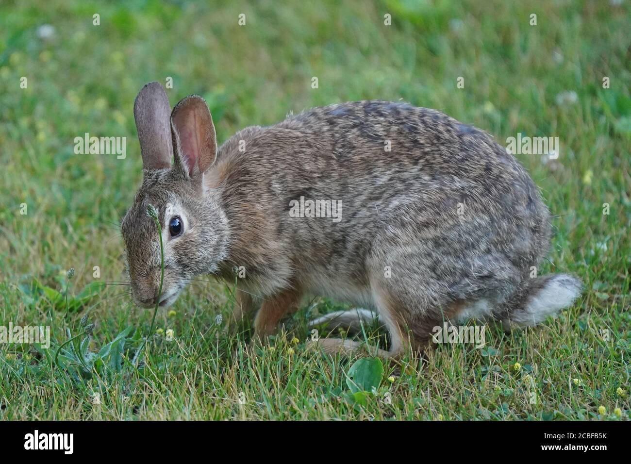 Wilde kaninchenbabys Fotos und Bildmaterial in hoher Auflösung Alamy