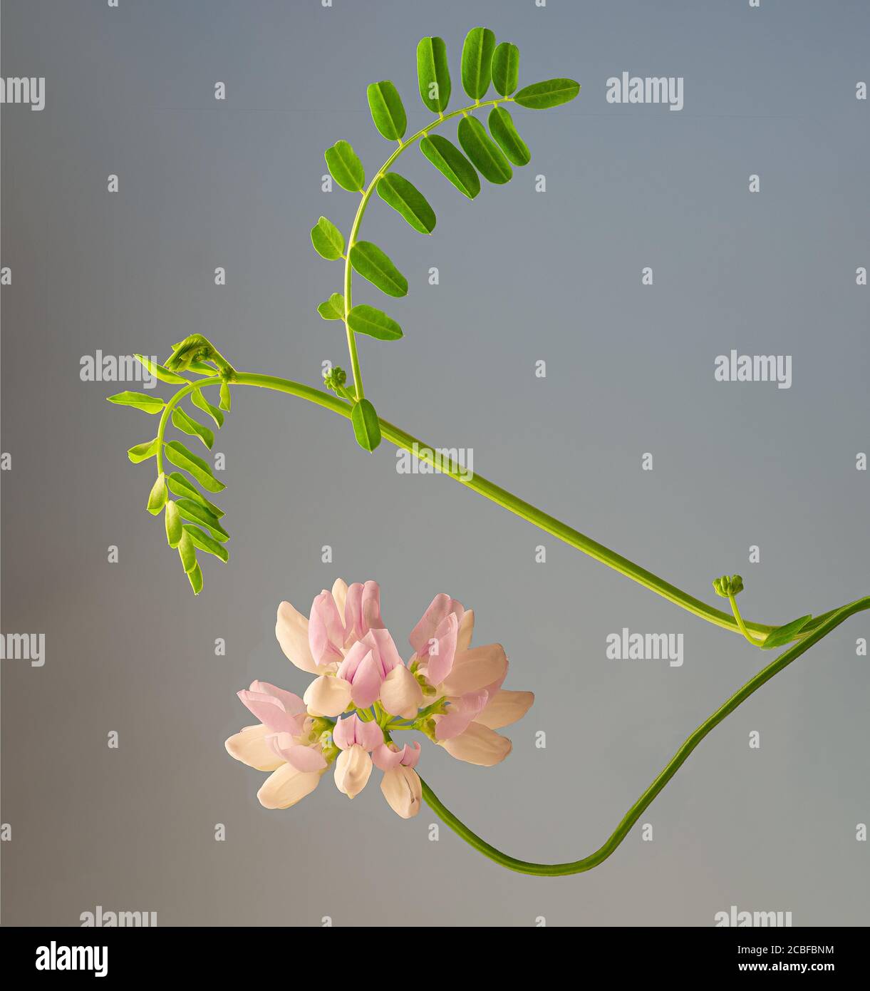 Securigera varia (Synonym Coronilla varia), allgemein bekannt als Kronenvetch oder violetter Kronenvetch, ist eine niedrig wachsende Hülsenfrucht. Heimisch in Afrika, Asien, Stockfoto