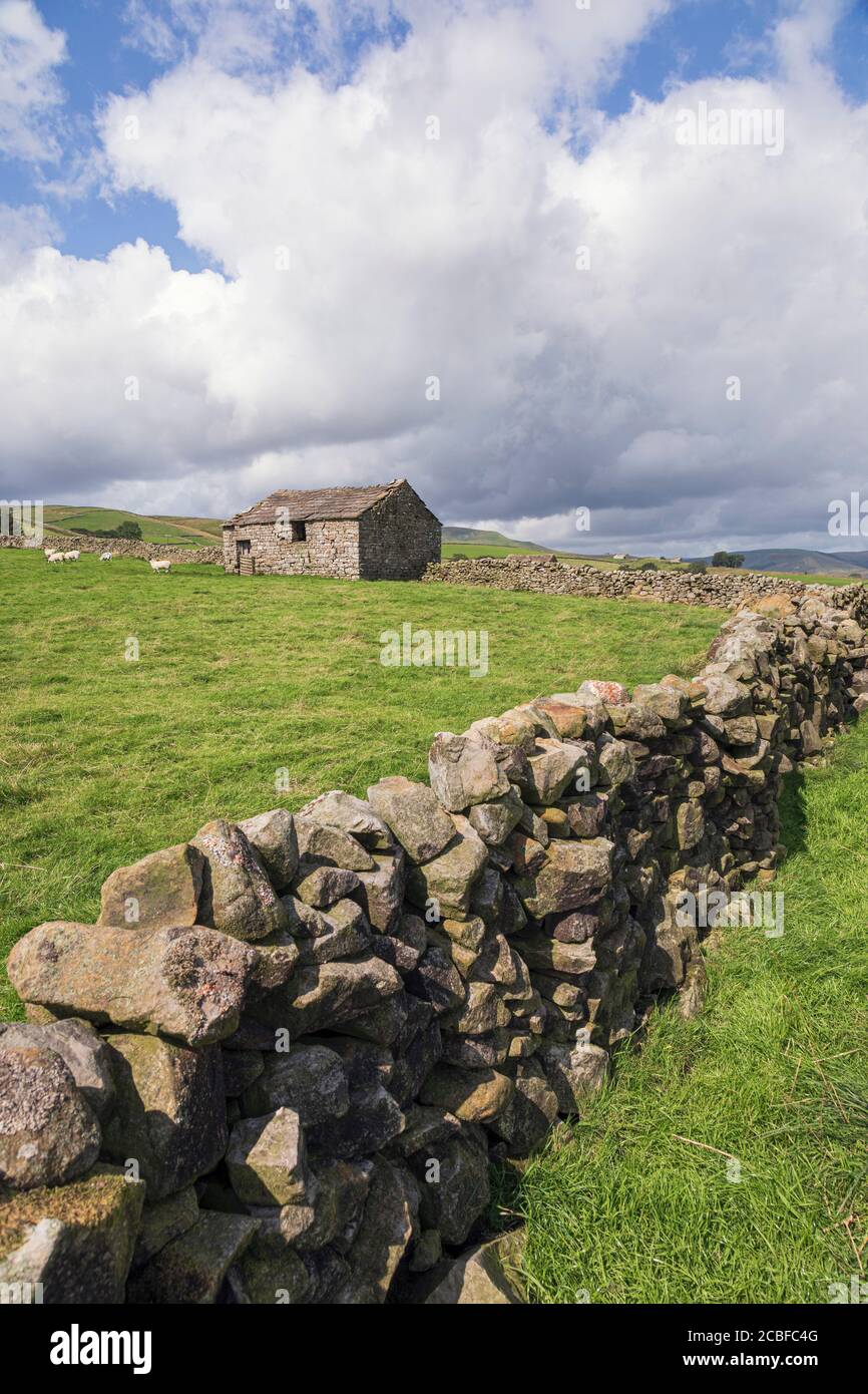 Typische Yorkshire Dales Landschaft mit Trockensteinmauer und Feldscheune, in der Nähe von Hawes, North Yorkshire Stockfoto