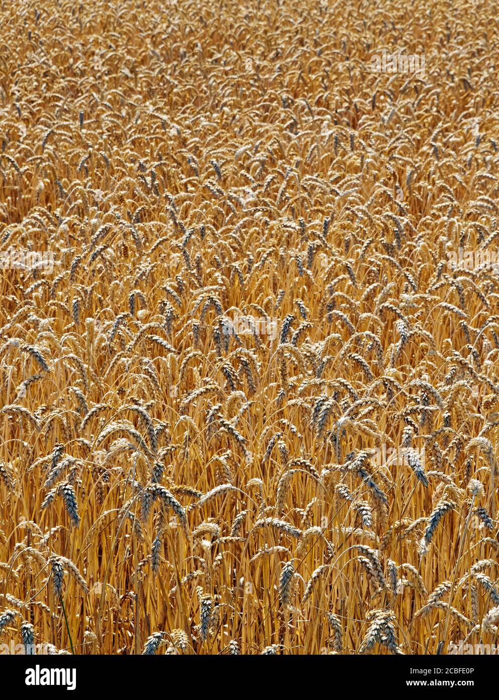 Weizen Feld full-frame Stockfoto