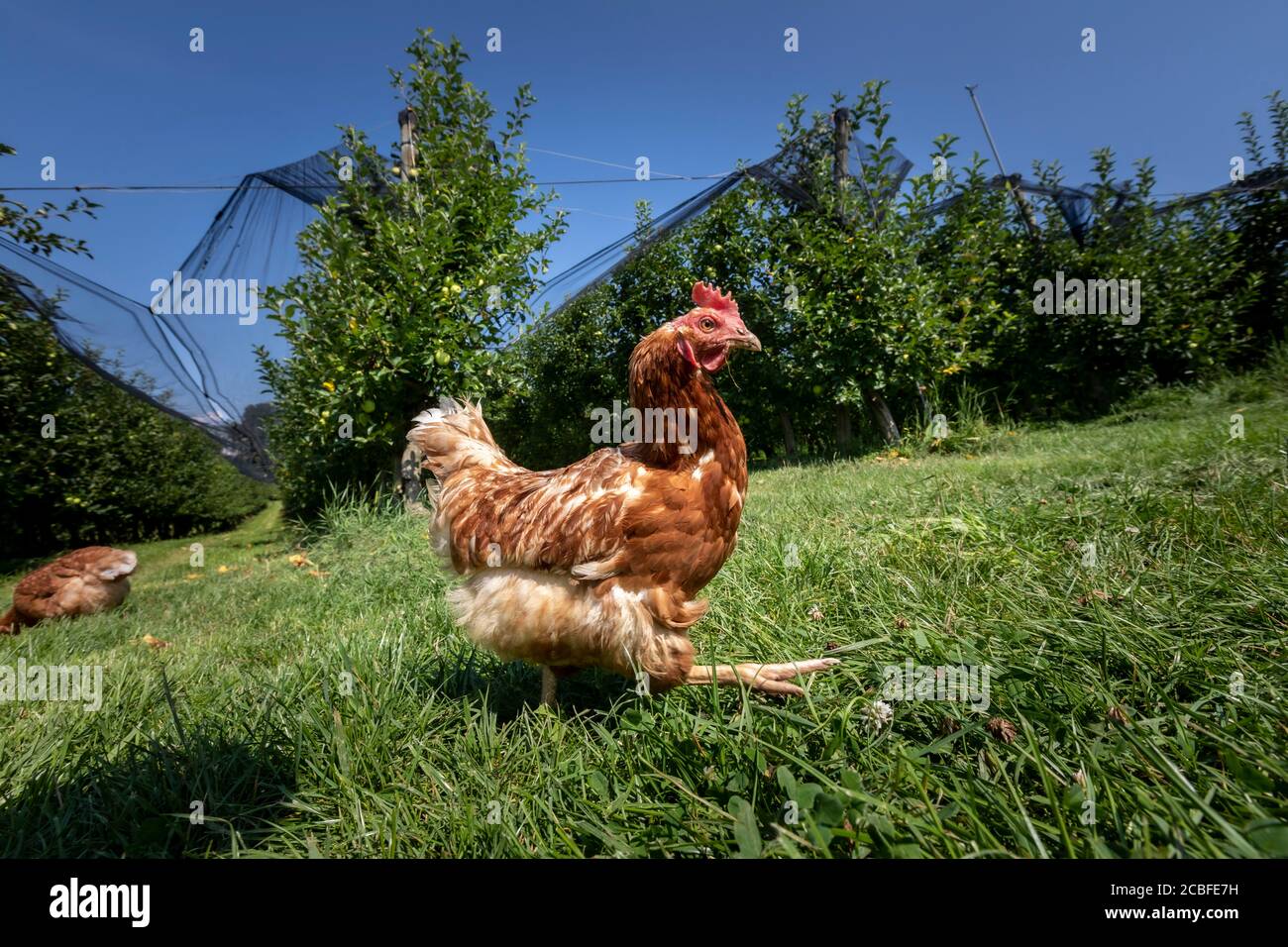 Freilandhühner auf einem Bio-Bauernhof in der steiermark, österreich Stockfoto