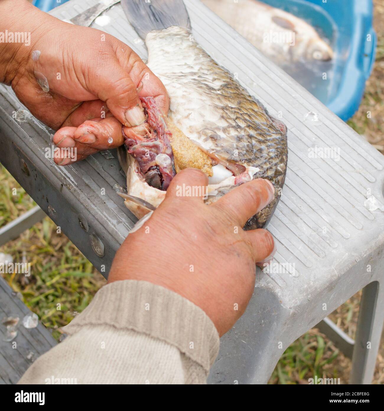 Fischer schneidet frischen Flussfisch. Ziehen Sie die Eingeweide heraus. Nur Hand. Nahaufnahme. Stockfoto