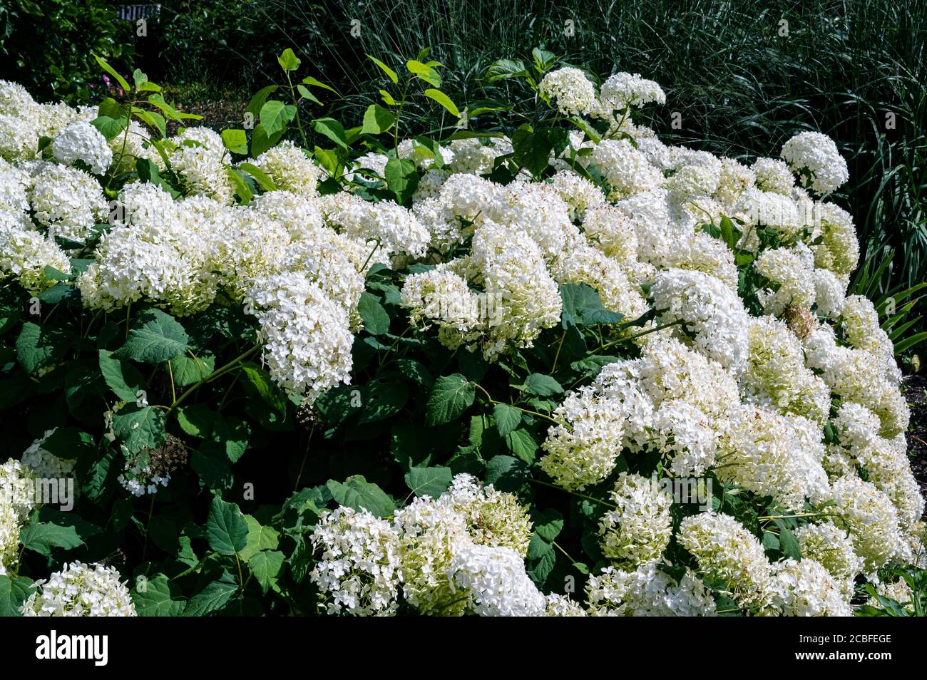 Hortensien, Annabelle, Arborescens, Hortensiaceae Stockfoto