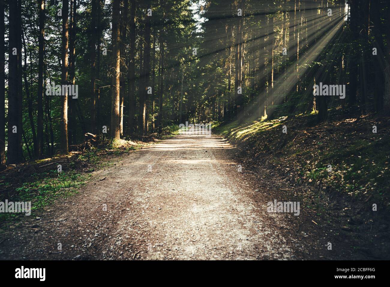 Leerer Weg oder Straße durch dunklen dichten Wald im Sommer Tag Stockfoto