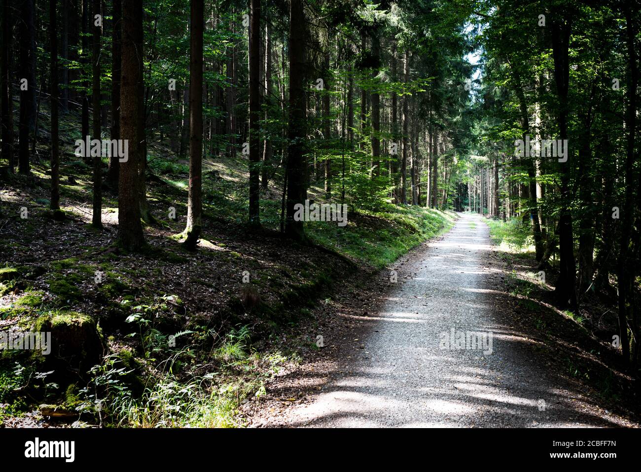 Leerer Weg oder Straße durch dunklen dichten Wald im Sommer Tag Stockfoto