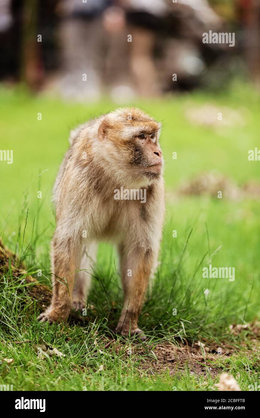 Wilder Kleiner Affe Stockfotos und -bilder Kaufen - Alamy
