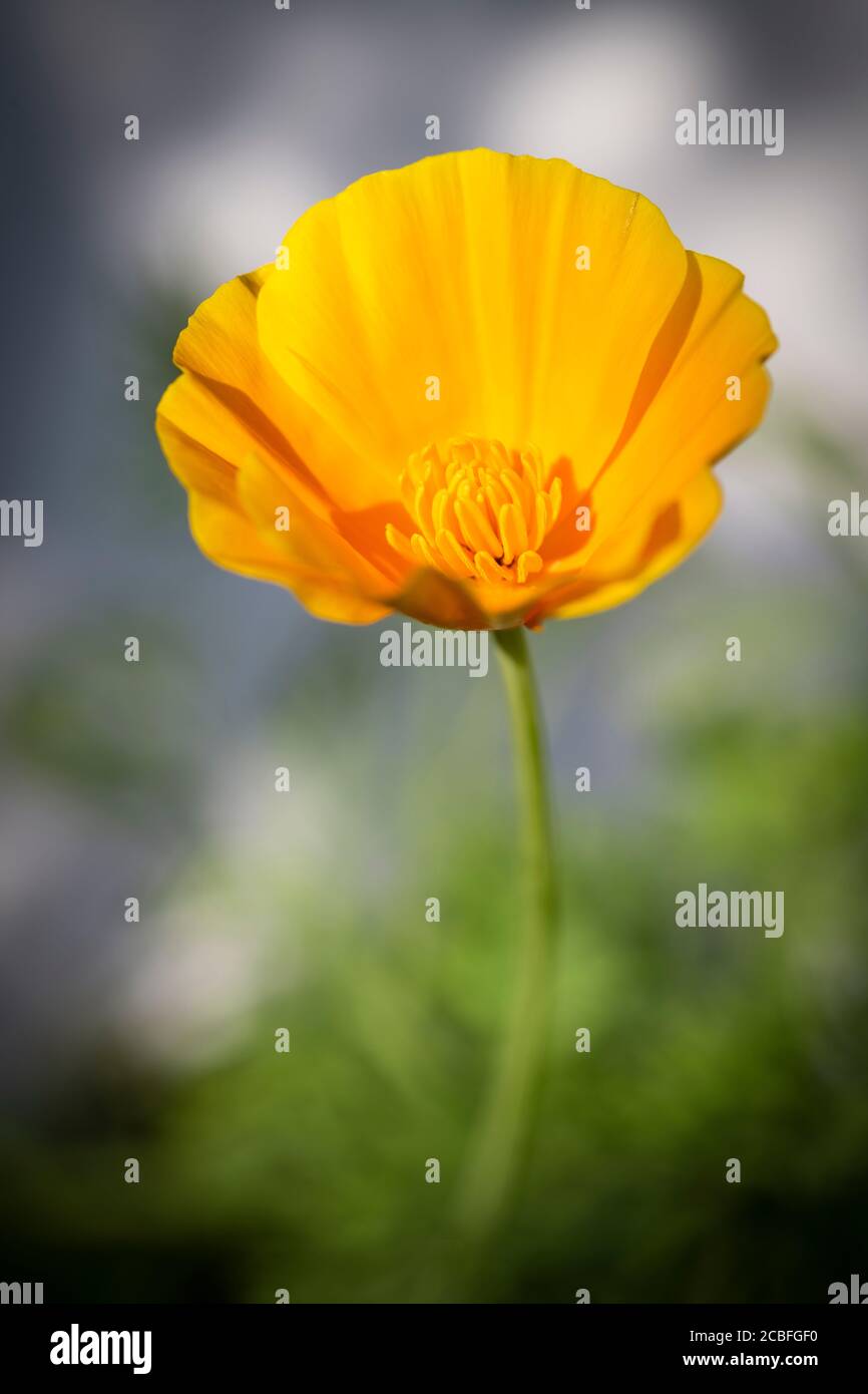 Eschschscholzia Californica - Kalifornischer Mohn 'Orange King' Stockfoto