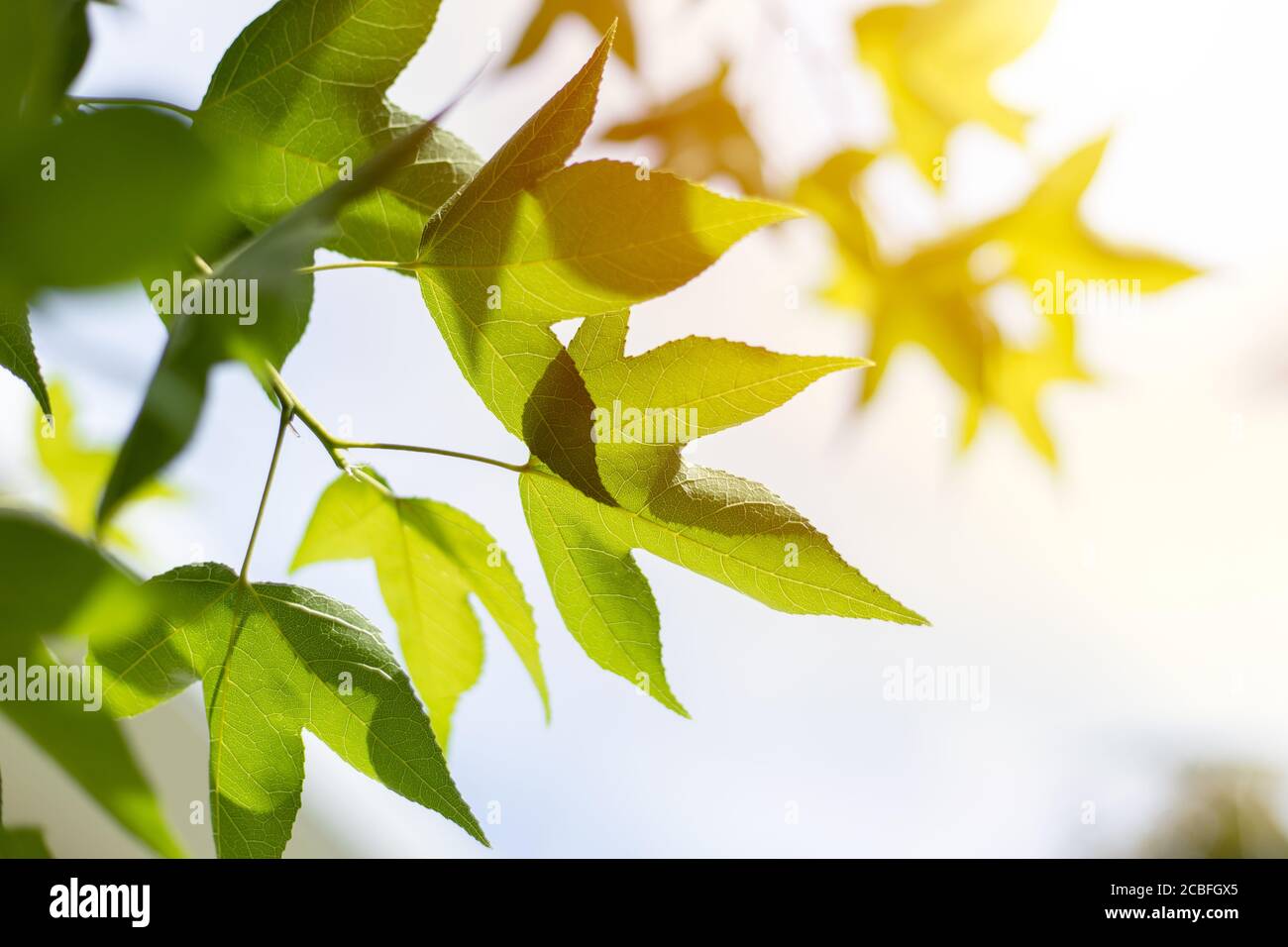 Closeup grünes Ahornblatt mit Sonnenlicht für Bio-Wissenschaft von Chlorophyll und Prozess der Photosynthese in der Natur Pflanze Sommersaison. Stockfoto