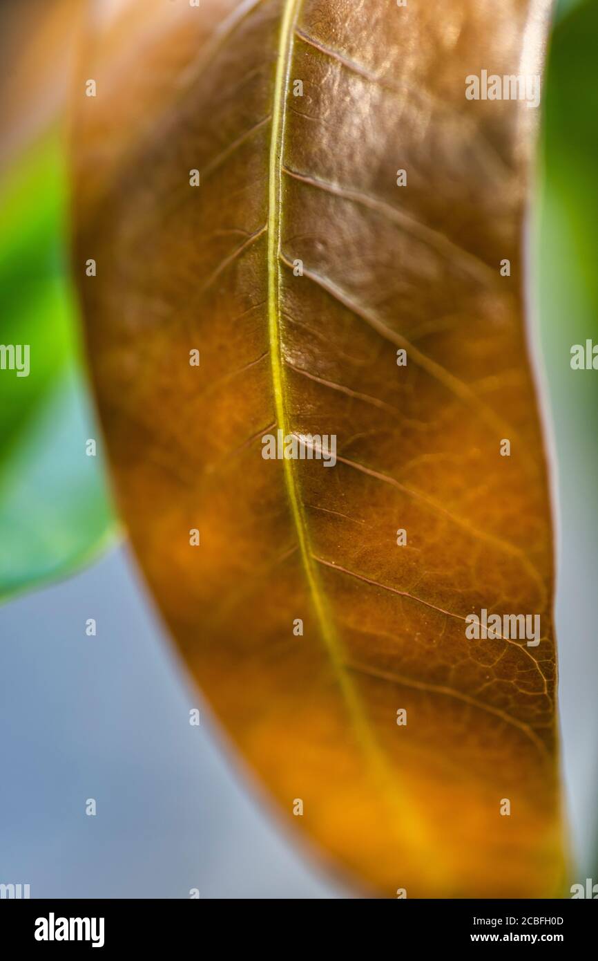 Mangifera Indica Stockfotos und bilder Kaufen Alamy