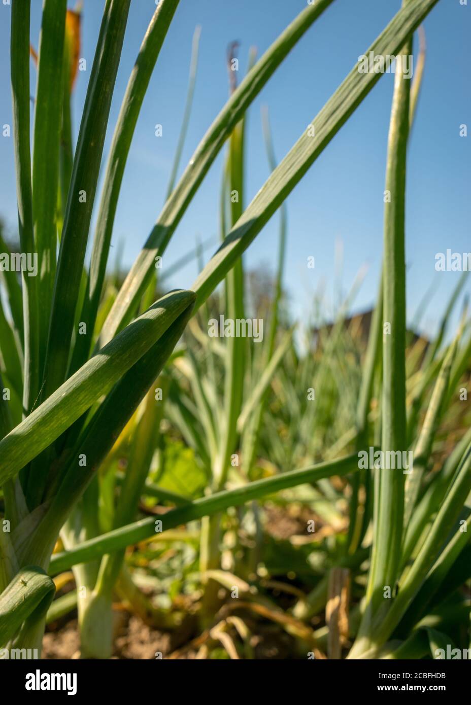 Erntezeit, Bild mit Zwiebeln im Garten, Sommer auf dem Land Stockfoto