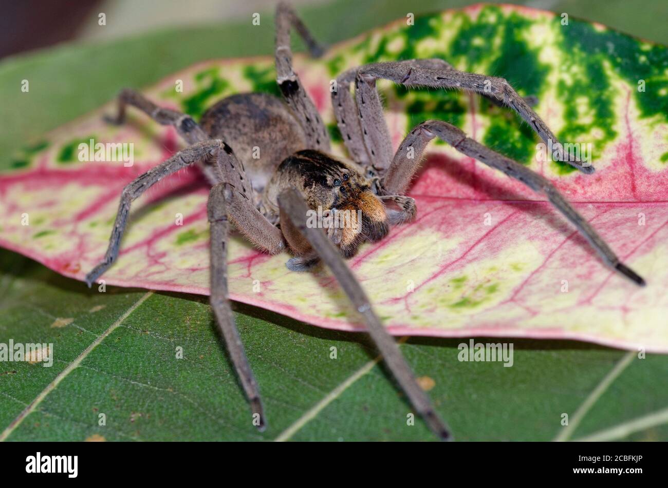 Große afrikanische Spinne Stockfoto