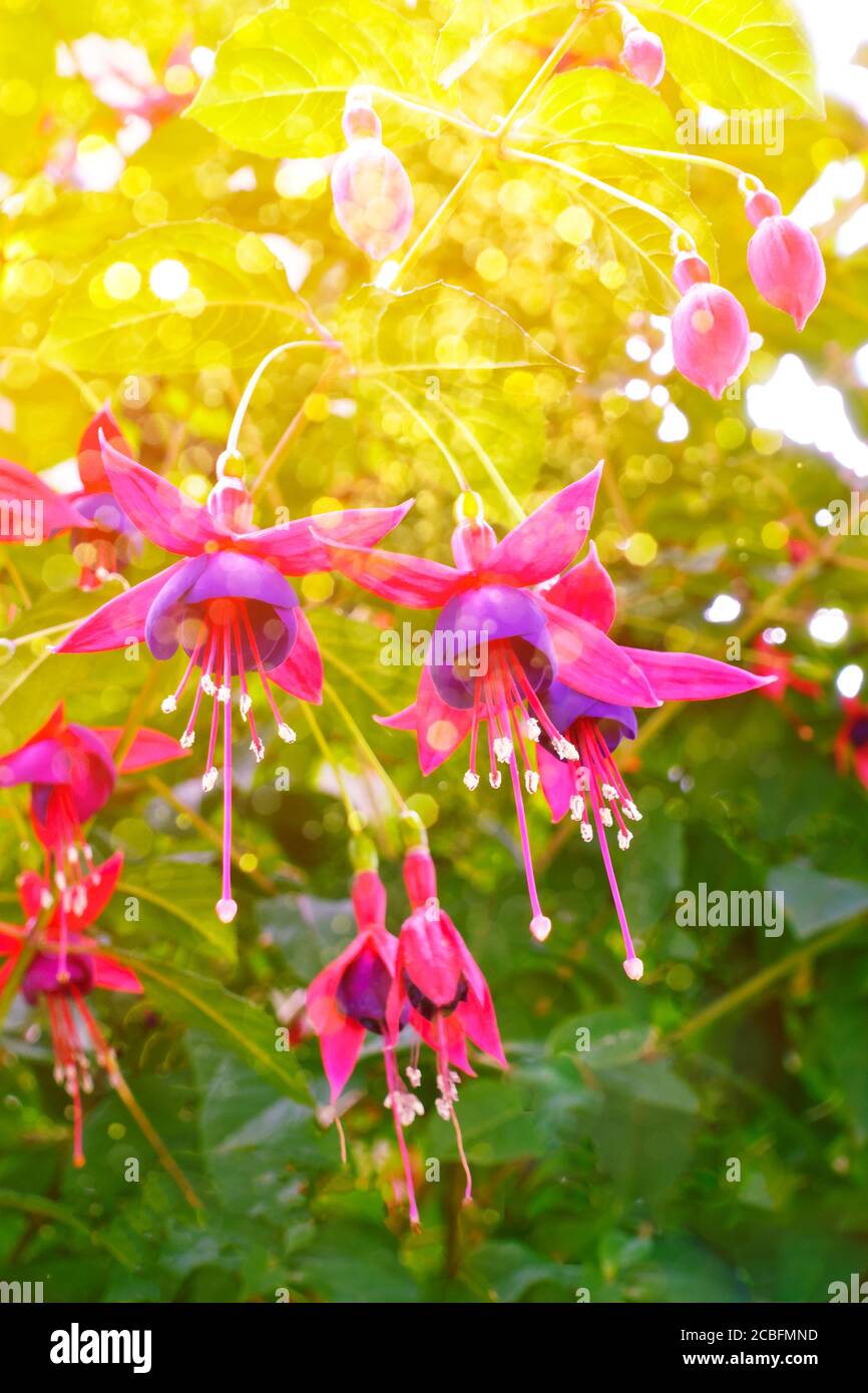 Lila rosa Fuchsia Blumen, helles Licht, nostalgische und romantische Hintergrundstruktur. Stockfoto