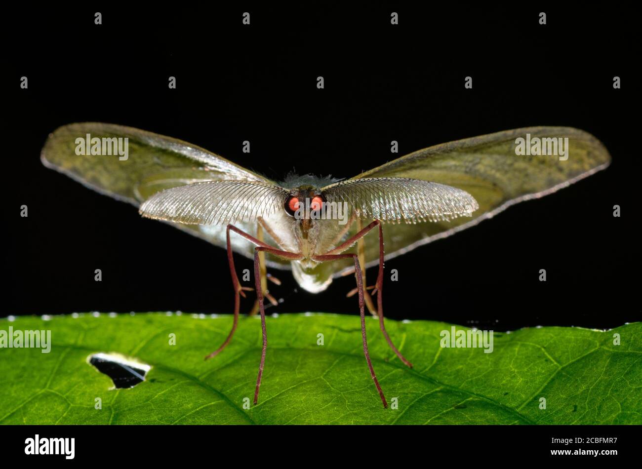 Vorderansicht der männlichen Motte mit roten Augen Stockfoto