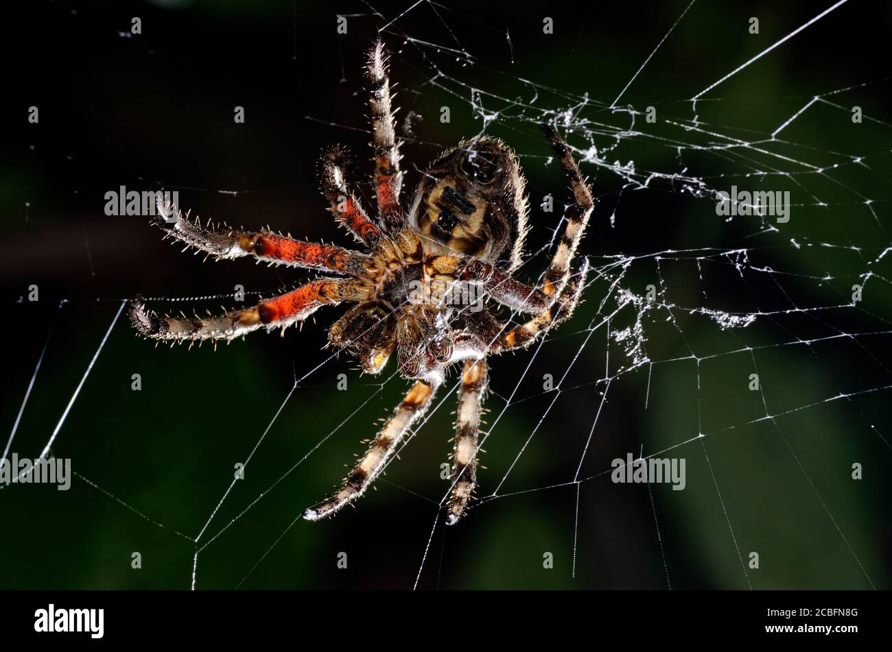 Große Spinne in einem Netz Stockfoto