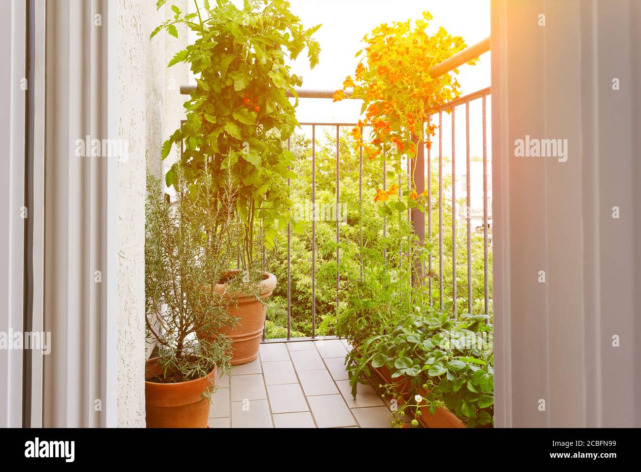 Urban Gardening Konzept: Töpfe auf einem sonnigen Balkon mit Tomaten, Kapuzinerkresse, Erdbeere, Rosmarinpflanzen und Rucola. Stockfoto