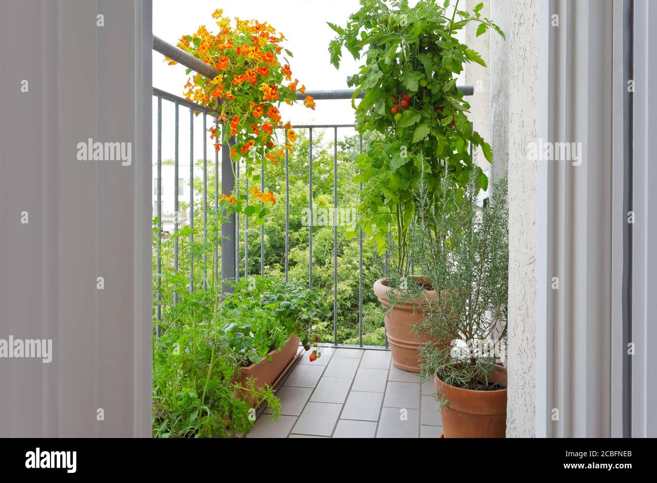 Urban Gardening Konzept: Töpfe auf einem Balkon mit Tomaten, Kapuzinerkresse, Erdbeere, Rosmarinpflanzen und Rucola. Stockfoto
