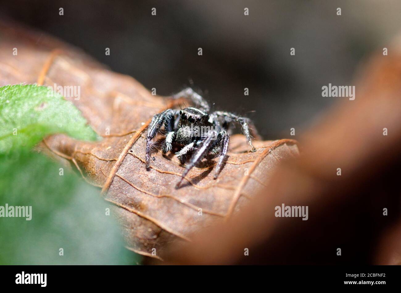 Winzige Spinne auf einem Blatt Stockfoto