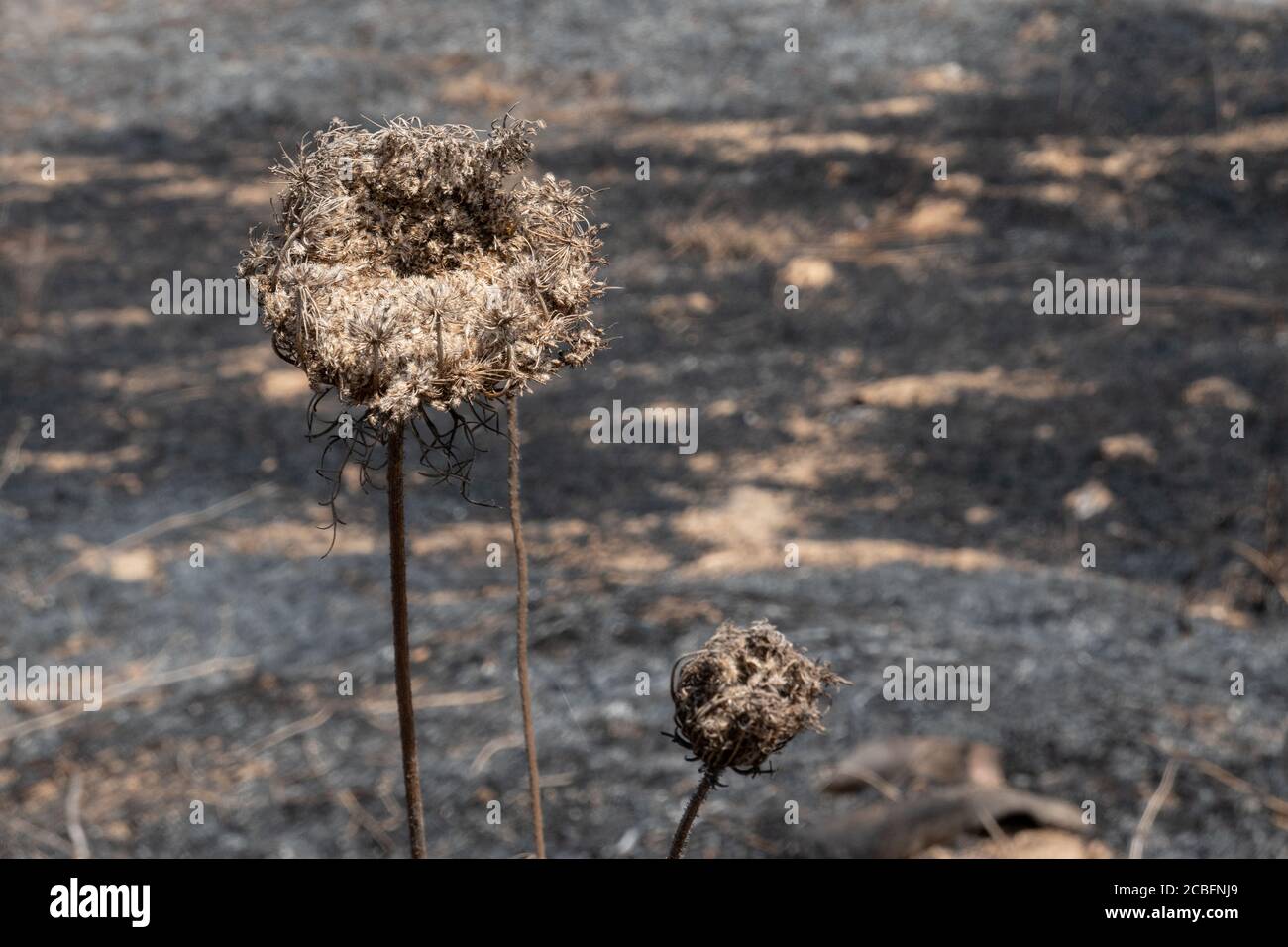 Shaar Hanegev Regionalrat, Israel. August 2020. Die Felder werden nach Feuerbomben und Sprengstoffen, die von Flugdrachen oder mit Helium gefüllten Ballons aus dem Gazastreifen in eine neue Welle des palästinensischen Brandterrorismus geliefert werden, verbrannt. Vergeltungsschläge innerhalb des Streifens finden jede Nacht statt. Brandballons waren die Ursache für etwa 500 Hektar Wald und landwirtschaftliche Felder in den Grenzstädten von Gaza, die in der letzten Woche verbrannt wurden. Kredit: Nir Alon/Alamy Live Nachrichten Stockfoto