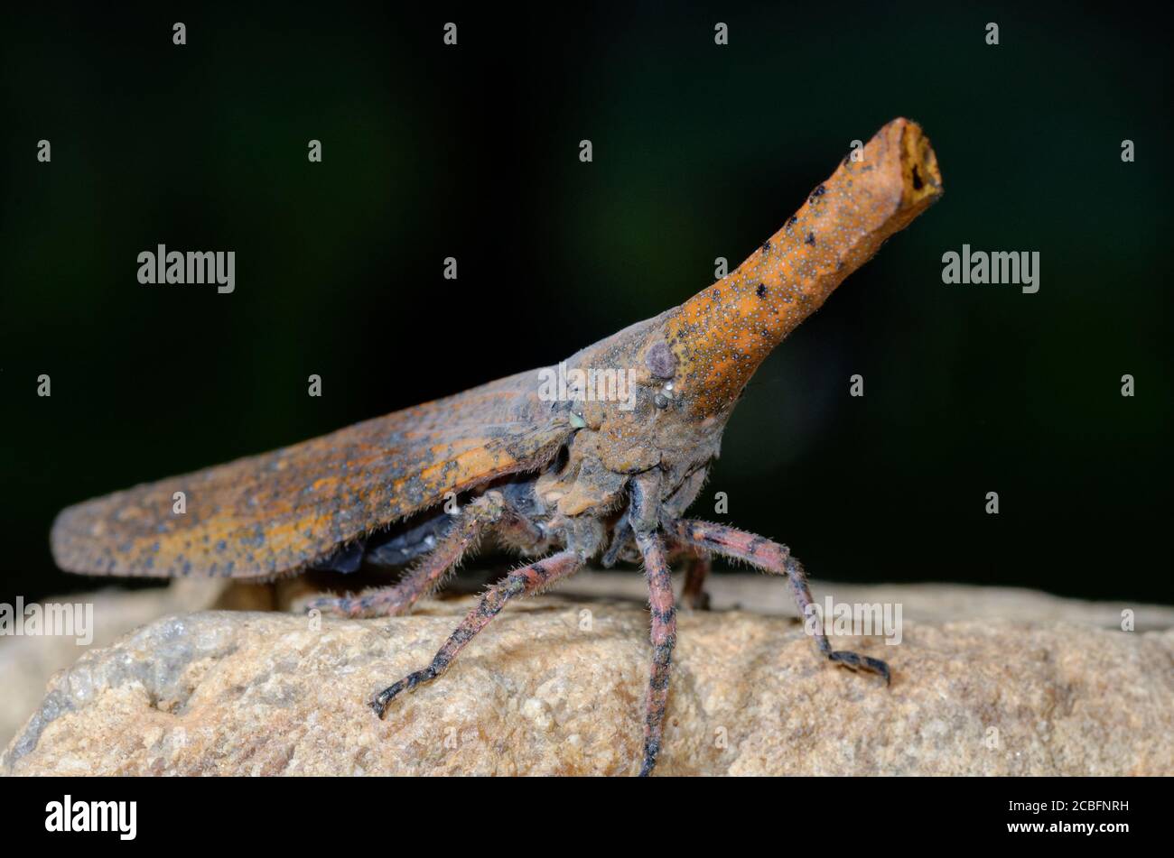 Arfrican Planthopper Stockfoto