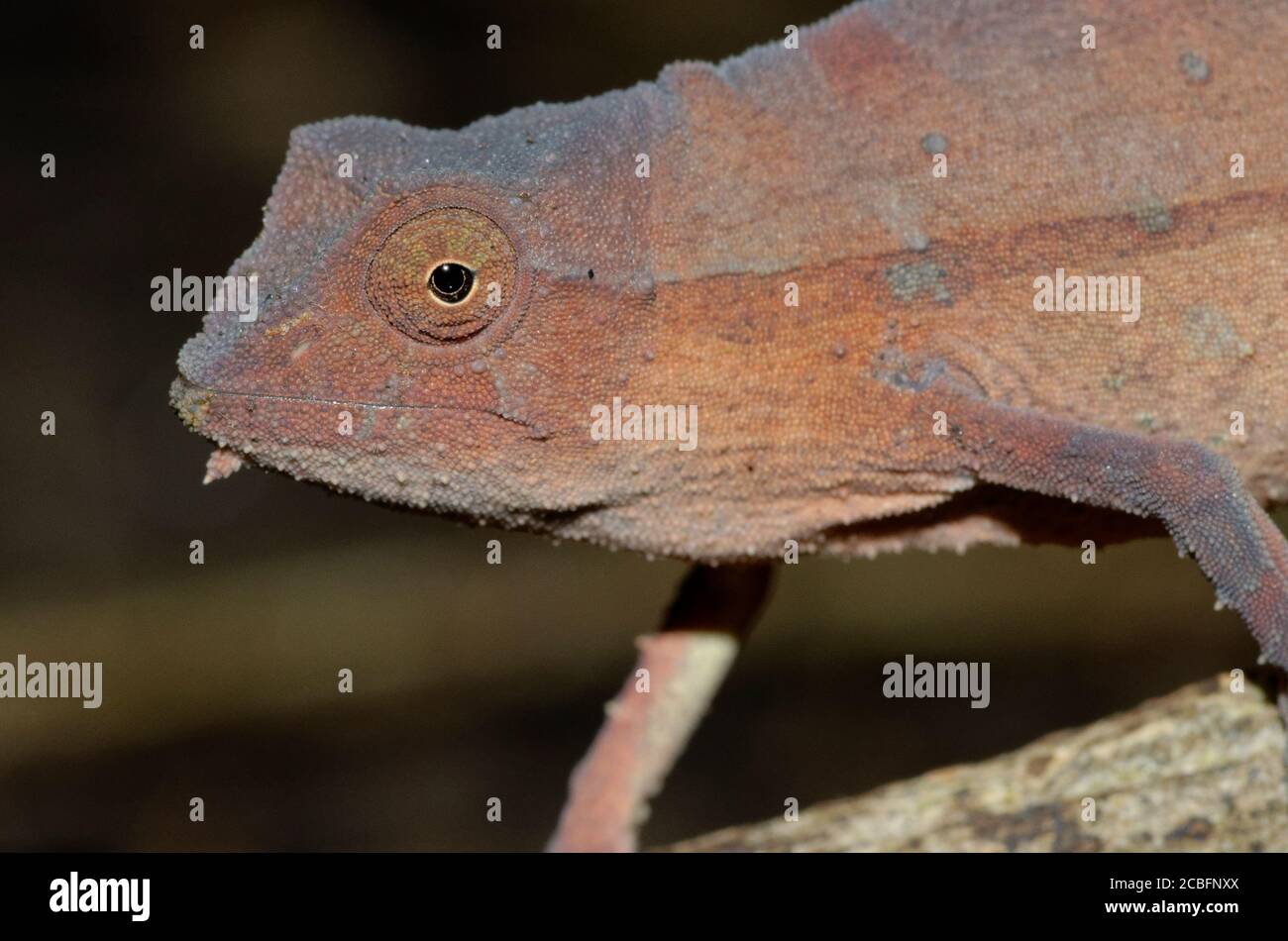 Zwergchamäleon Stockfoto