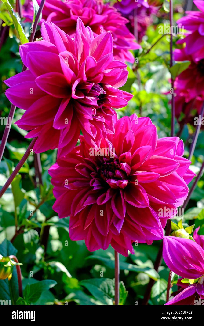 Lila Dahlia Blumen im englischen Garten, norfolk, england Stockfoto