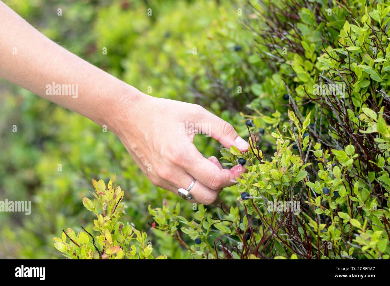 Heidelbeer pflücken - junge Frau pflückt Heidelbeeren - Ansicht Der Hand Stockfoto