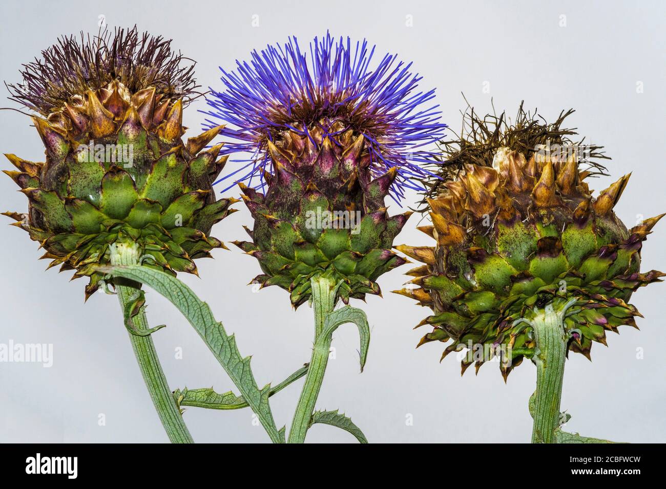 Fading Cardoon, Cynara cardunculus, mit violetten Distelköpfen. Wichtige Nahrungsquelle für Insekten und Vögel. Stockfoto