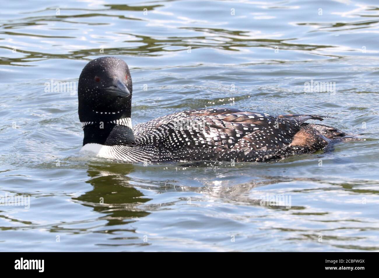 Gemeinsame Loon Schwimmen Baden Angeln und Schwimmen auf See in Sommer Stockfoto