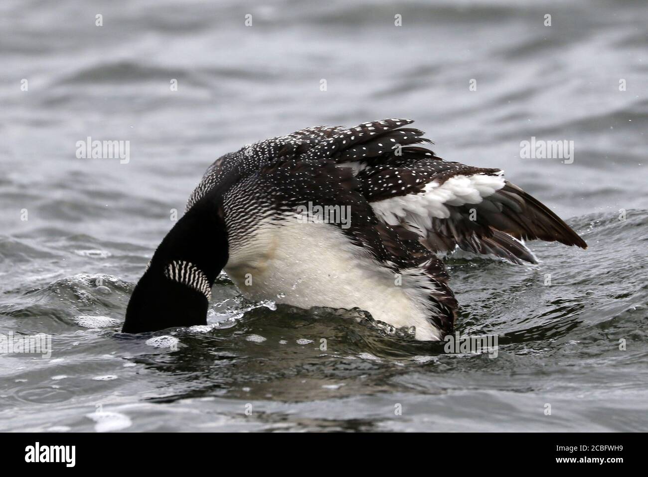 Gemeinsame Loon Schwimmen Baden Angeln und Schwimmen auf See in Sommer Stockfoto