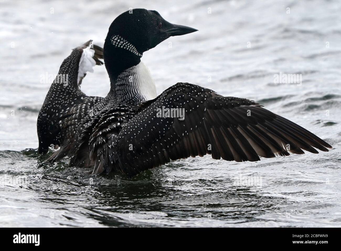 Gemeinsame Loon Schwimmen Baden Angeln und Schwimmen auf See in Sommer Stockfoto