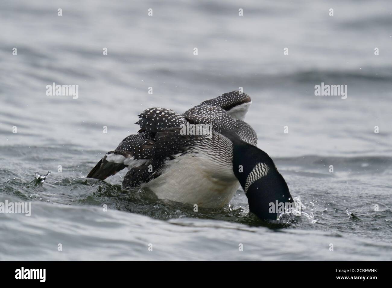 Gemeinsame Loon Schwimmen Baden Angeln und Schwimmen auf See in Sommer Stockfoto