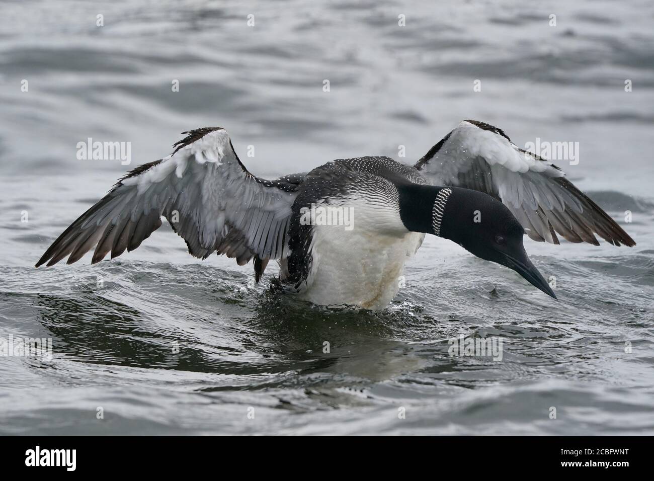 Gemeinsame Loon Schwimmen Baden Angeln und Schwimmen auf See in Sommer Stockfoto