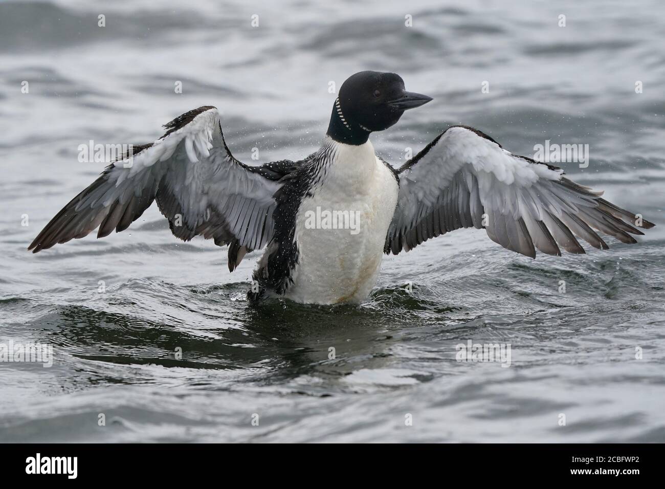 Gemeinsame Loon Schwimmen Baden Angeln und Schwimmen auf See in Sommer Stockfoto