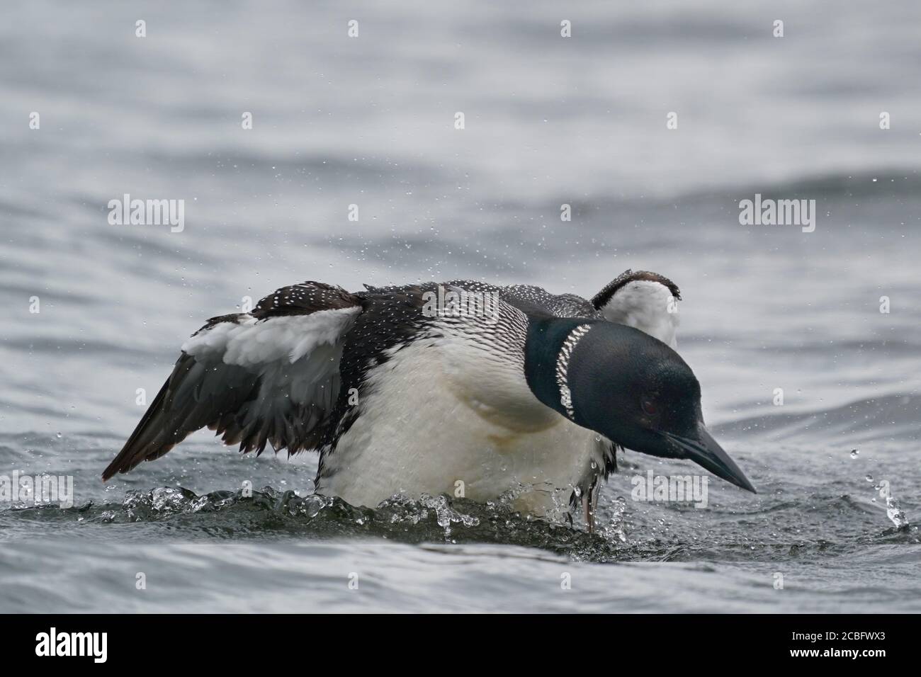 Gemeinsame Loon Schwimmen Baden Angeln und Schwimmen auf See in Sommer Stockfoto