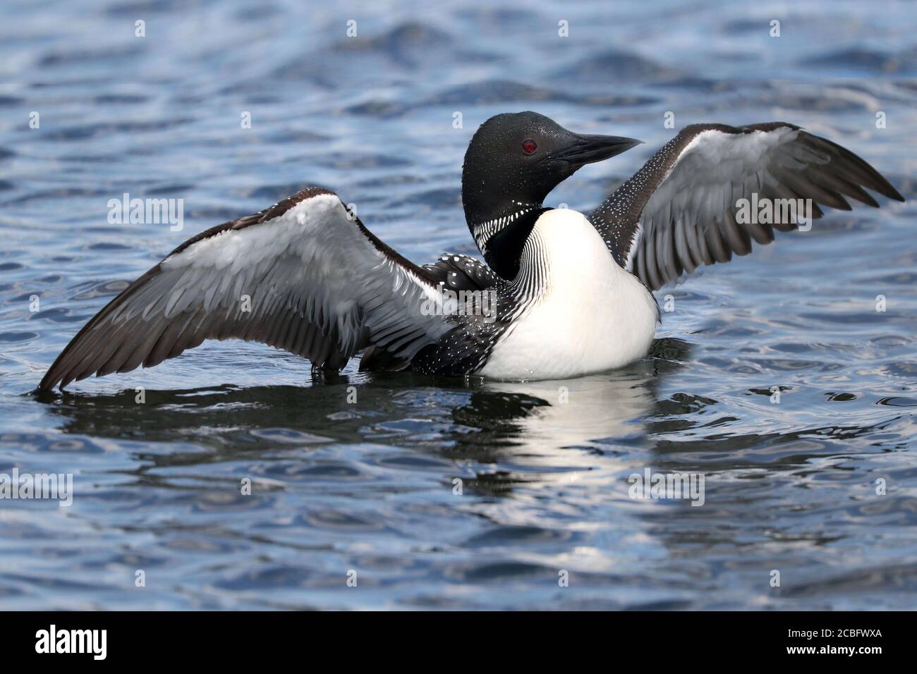 Gemeinsame Loon Schwimmen Baden Angeln und Schwimmen auf See in Sommer Stockfoto