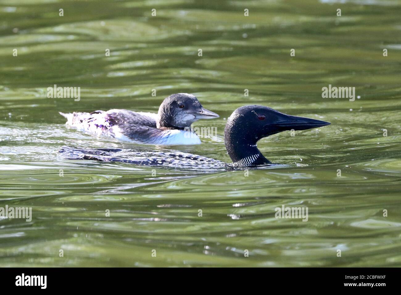 Gemeinsame Loon Schwimmen Baden Angeln und Schwimmen auf See in Sommer Stockfoto