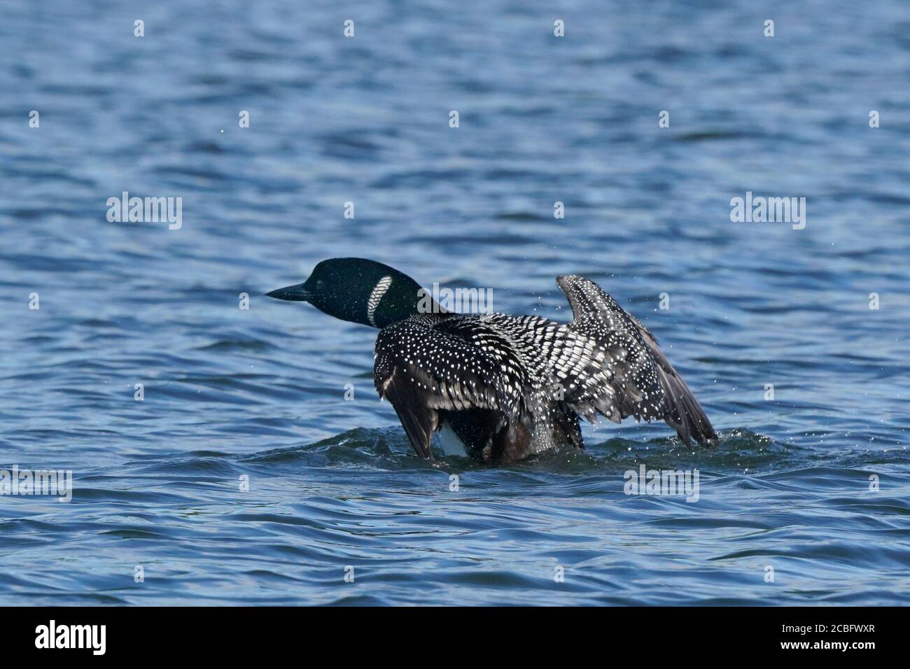 Gemeinsame Loon Schwimmen Baden Angeln und Schwimmen auf See in Sommer Stockfoto