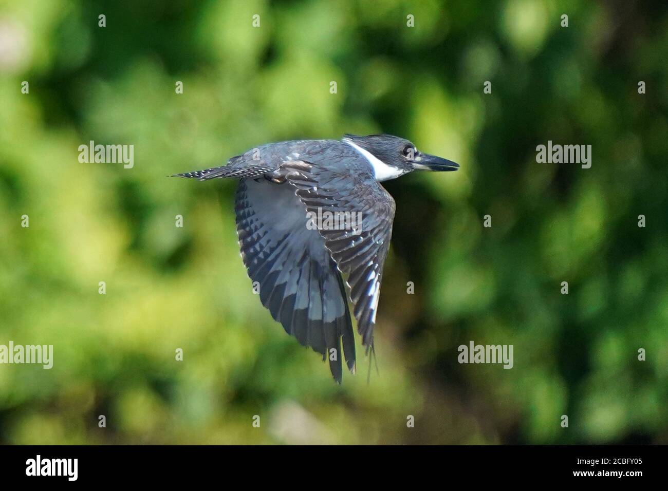 Belted Eisvogel Fischerei über Sumpfland Stockfoto