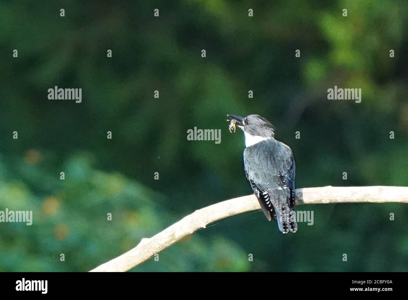 Belted Eisvogel Fischerei über Sumpfland Stockfoto