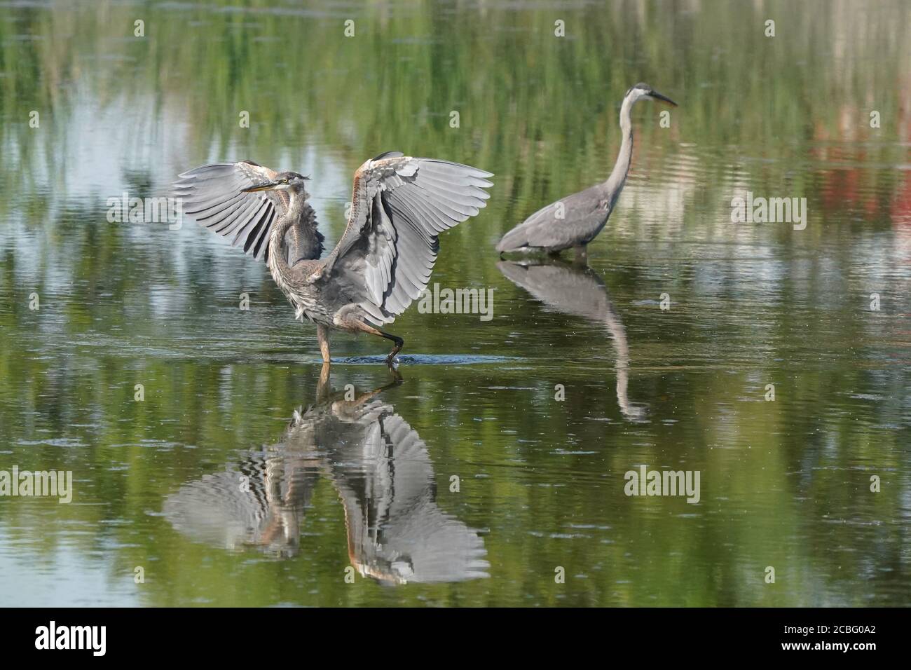 Great Blue Heron Angeln in Sumpf Stockfoto
