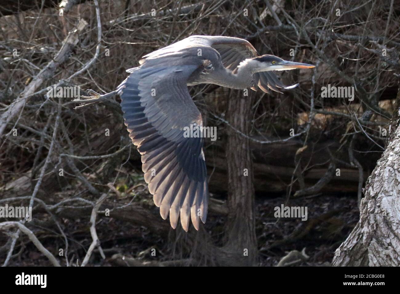 Great Blue Heron Angeln in Sumpf Stockfoto