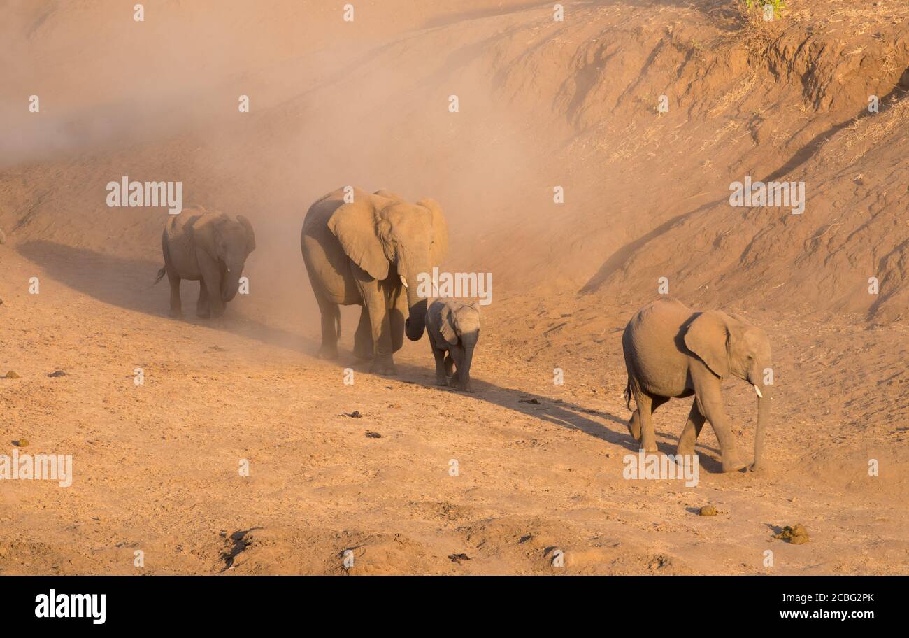 Elefanten in großer Herde einschließlich Erwachsene und Babys und junge Diejenigen, die Staub hereinkickten, als sie in die hinuntergingen Trockener Fluss zu gehen und Wasser zu trinken Stockfoto