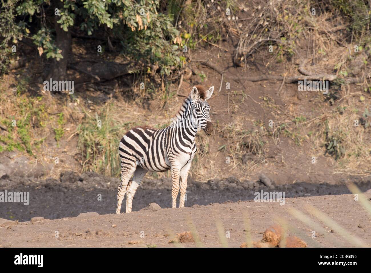 Zebra am schlammigen Wasserloch mit grünen Flusspflanzen und einer zebra steht starrend und stellt sicher, dass keine Gefahr näher kommt Stockfoto